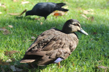 A female duck in the front