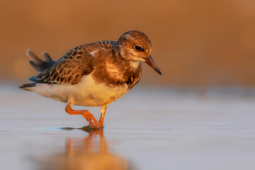 Nature and birds. Colorful nature background. Ruddy Turnstone.