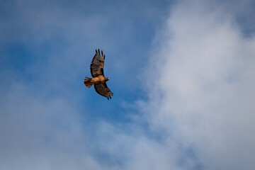 Red-Tailed Hawk Flying in Blue Sky, California