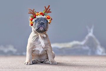 Cute fawn French Bulldog dog puppy wearing a seasonal Christmas reindeer antler headband sitting in...