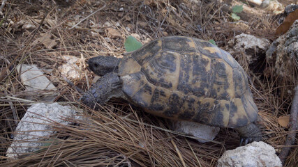 A land turtle crawls on grass and rocks.