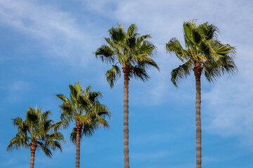 Four Palm Trees in a Row on Blue Sky