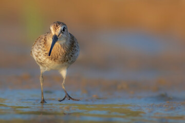 Nature and birds. Colorful nature background. Dunlin.