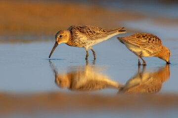 Nature and birds. Colorful nature background. Dunlin.