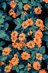 Orange flower in close up macro photo