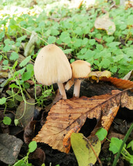 Little white mushroom in the beginning of autumn. Edible mushroom among the grass and brown leaves. Healthy and delicates food. Concept: season picking mushroom