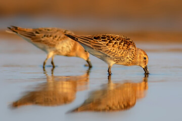 Nature and birds. Colorful nature background. Dunlin.