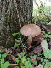 Little white mushroom in the beginning of autumn. Edible mushroom among the grass and brown leaves. Healthy and delicates food. Concept: season picking mushroom