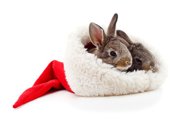 Two little rabbits in a Christmas hat.