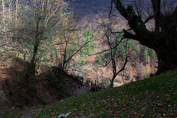 Autumn colors of nature