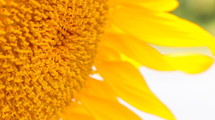 Detail of a sunflower with a highlight to the yellow color with a focus on small flowers compactly joined in its center