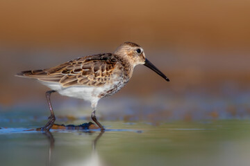 Nature and birds. Colorful nature background. Dunlin.