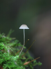 Fototapeta premium Phloeomana hiemalis, also called Mycena hiemalis, commonly known as Winter bonnet, wild mushroom from Finland
