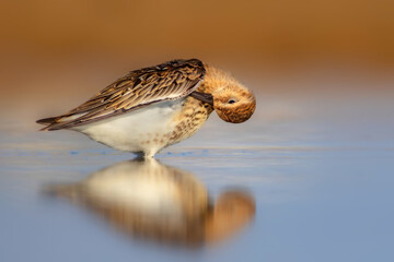 Nature and birds. Colorful nature background. Dunlin.