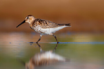 Nature and birds. Colorful nature background. Dunlin.
