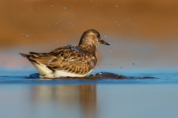 Nature and birds. Colorful nature background. Ruddy Turnstone.