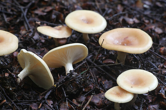 Paralepista flaccida, known as Tawny Funnel cap, wild mushroom from Finland