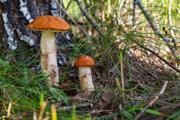 Two red caps musrooms in a forest.