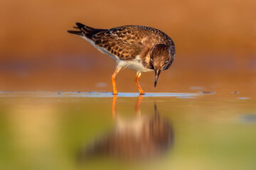 Nature and birds. Colorful nature background. Ruddy Turnstone.