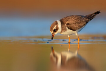 Nature and birds. Colorful nature background. Common Ringed Plover.
