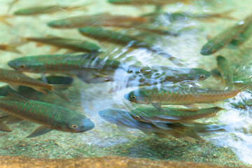 Fototapeta premium small river fish in a clear water, waterfall at Khao Khitchakut National Park, Thailand.
