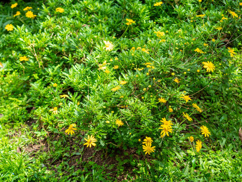 Yellow Flowers Known as Daisies (Euryops chrysanthemoides) in a Sunny Day