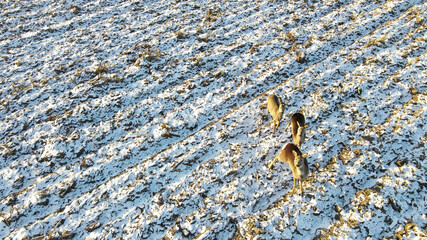 Aerial view roe deer running through snow covered rural field (Capreolus capreolus L.)