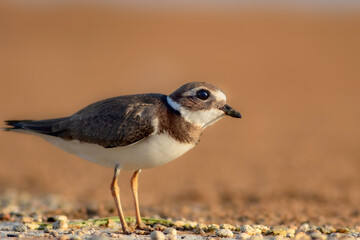 Nature and birds. Colorful nature background. Common Ringed Plover.