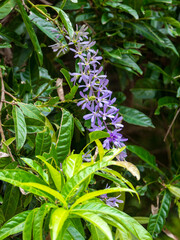 Purple Flower Commonly Known as Purple Wreath, Queen's Wreath, Sandpaper Vine, and Nilmani (Petrea volubilis) in the Garden