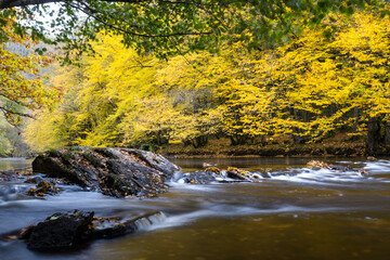 river through a colorful forest at autumn