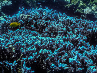 blue glowing corals in the red sea