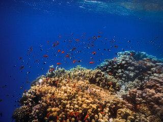 Fototapeta na wymiar blue sea and lot of small colorful fishes at corals