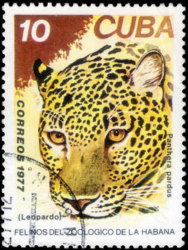 Postage stamp issued in the Cuba with the image of the Leopard, Panthera pardus. From the series on Cats from the Zoo, Havana,  1977
