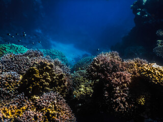 colorful corals and fish world in the red sea
