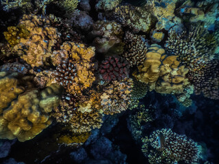 colorful corals in a nature reserve from the red sea