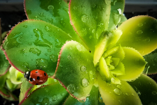 Detalles del minimundo