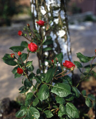 Obraz premium Rosenstock an Birkenstamm