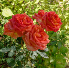roses in garden