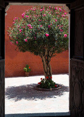 Arbre &agrave; fleur rose mur rouge p&eacute;rou