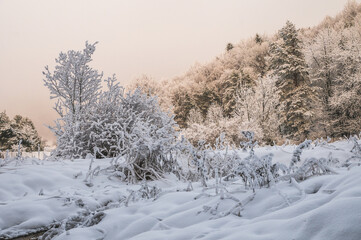 snow covered trees