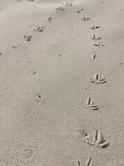 Footprints  birds on the beach