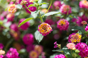 fleurs roses et jaune gros plan