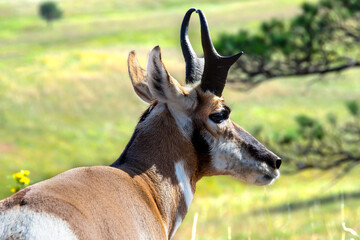Profile of a Pronghorn at Custer State Park, South Dakota