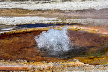 Geyser erupting at Black Sand Basin Yellowstone National Park.