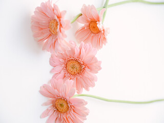 Pink gerbera flower 