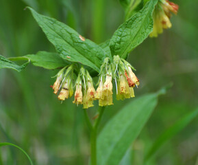 In the forest among the grasses blooms yellow comfrey small cupped (Symphytum microcalyx)