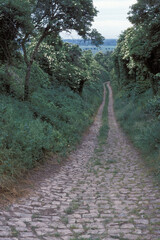 Hohlweg bei Alsheim / Rheinhessen