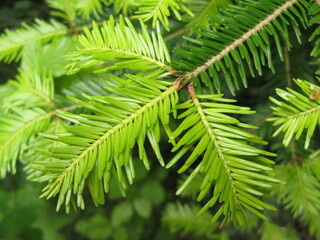 Fresh shoots of young spruce needles