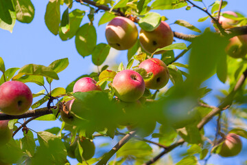 Apples on a tree branch with lush green foliage on a summer day in the garden