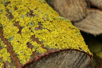lichen on stone